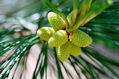 Pinus lambertiana - borovice Lambertova - květenství